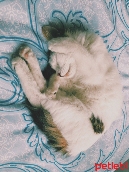 Tekir Kedi, Kedi  Mia fotoğrafı