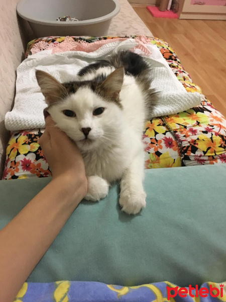 Tekir Kedi, Kedi  Mia fotoğrafı