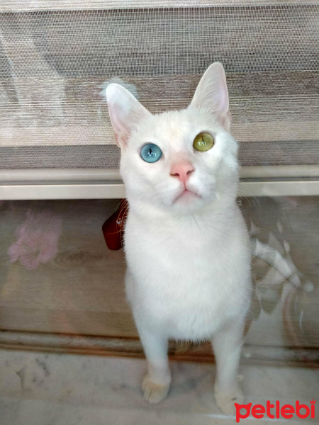 Van Kedisi, Kedi  Behlül fotoğrafı