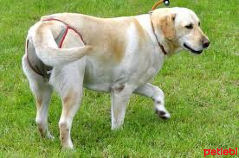 Golden Retriever, Köpek  golden fotoğrafı