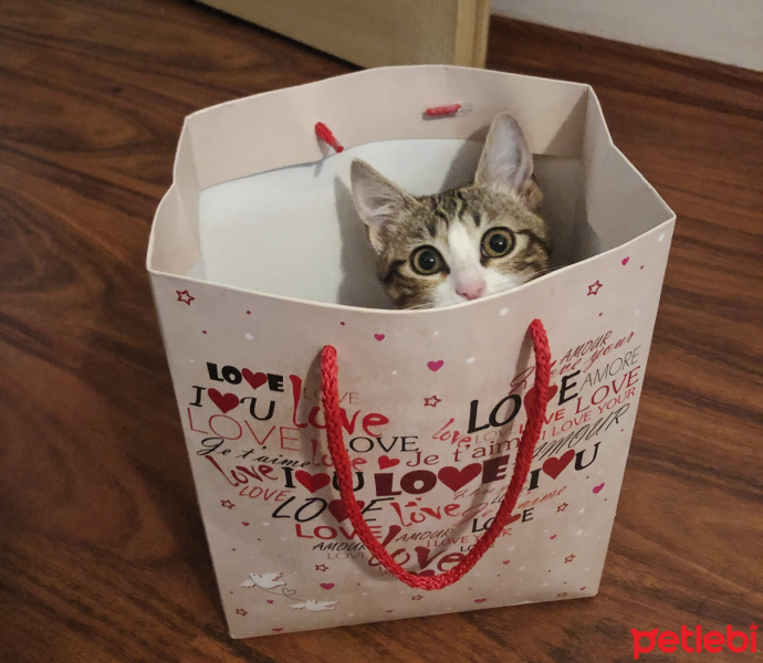 Tekir Kedi, Kedi  Sava fotoğrafı