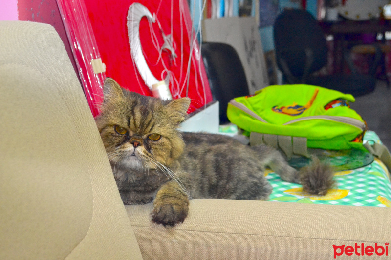 Chinchilla, Kedi  chocolate fotoğrafı