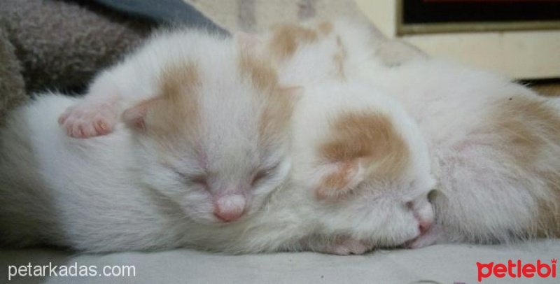 Tekir Kedi, Kedi  KORNİŞON fotoğrafı