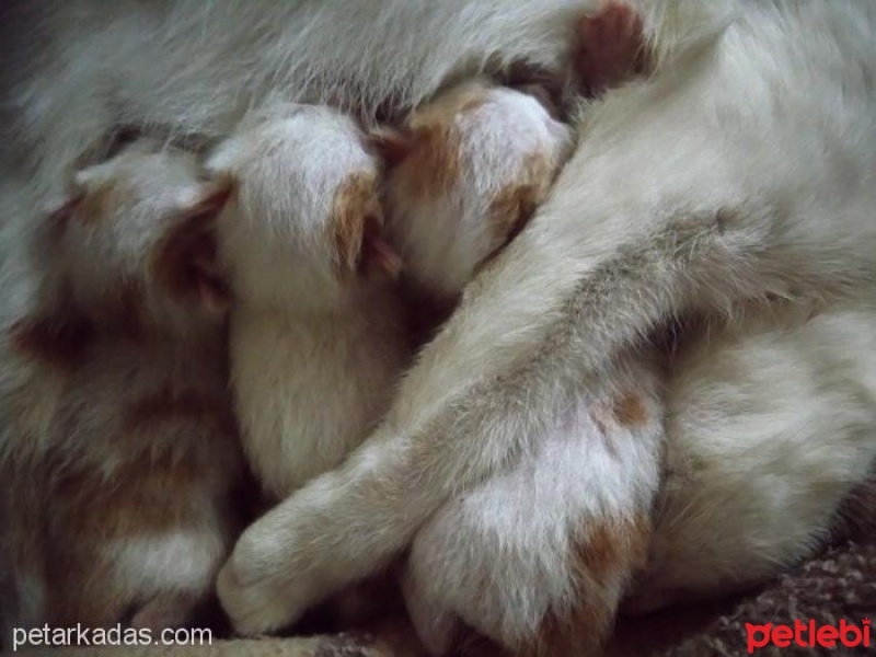 Tekir Kedi, Kedi  KORNİŞON fotoğrafı