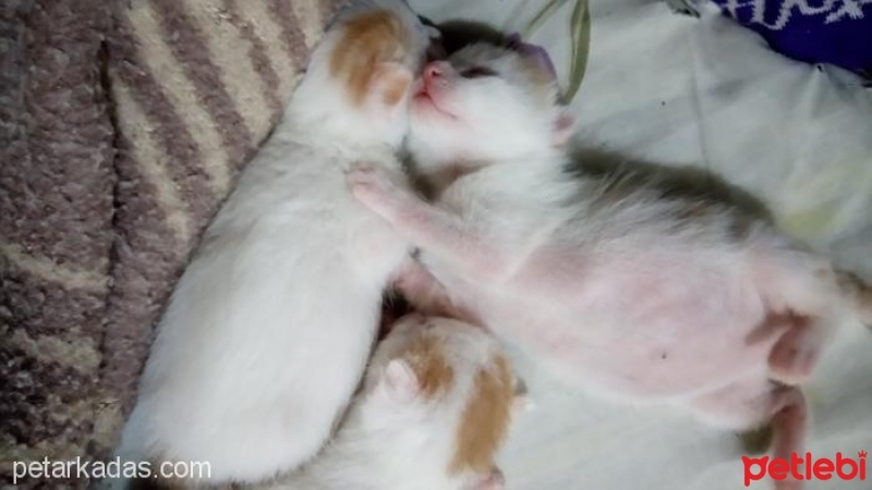 Tekir Kedi, Kedi  KORNİŞON fotoğrafı