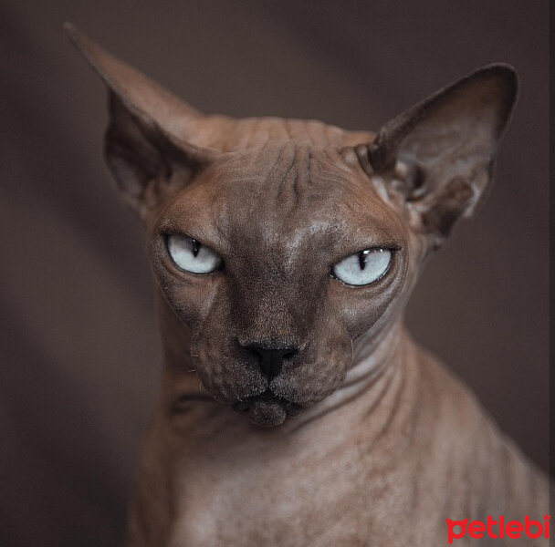 Sphynx, Kedi  Bast fotoğrafı