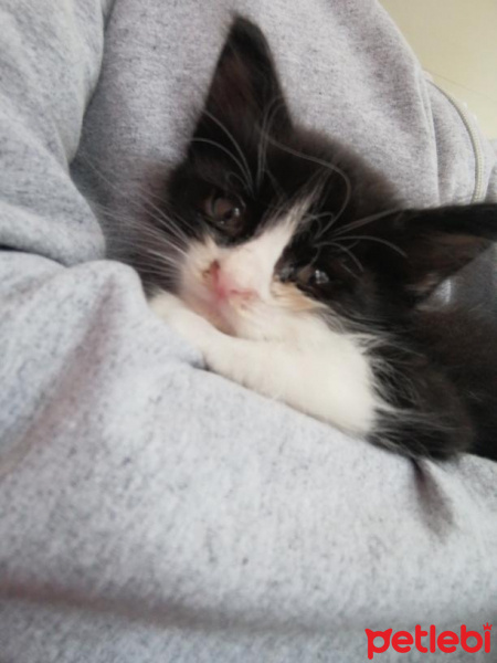 Siyam Kedisi, Kedi  tıfıl fotoğrafı