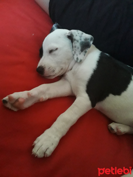 Dalmatian, Köpek  baby fotoğrafı