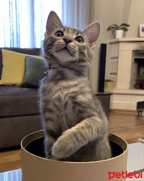 Sarman, Kedi  Kaju fotoğrafı