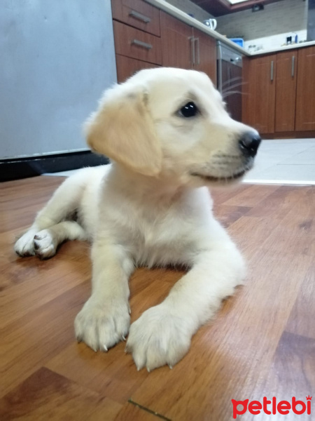 Golden Retriever, Köpek  Jessy fotoğrafı