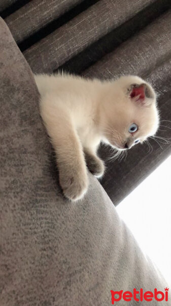 Scottish Fold, Kedi  Venüs fotoğrafı