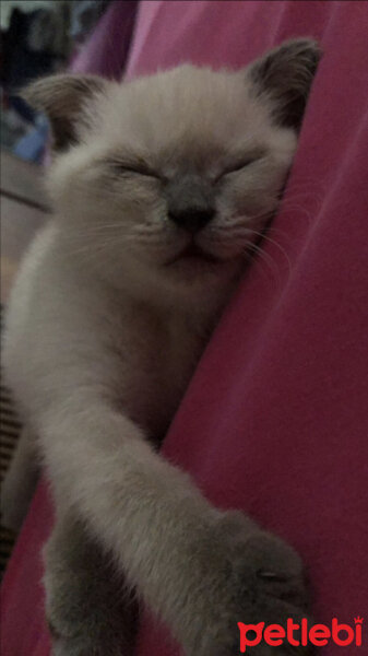 Scottish Fold, Kedi  Venüs fotoğrafı