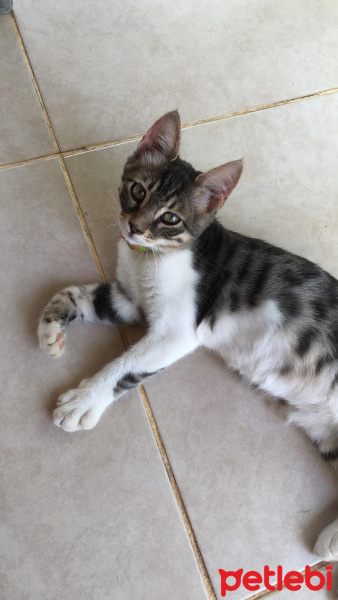 Tekir Kedi, Kedi  Duman fotoğrafı