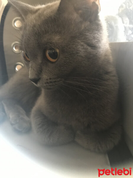 British Shorthair, Kedi  benek fotoğrafı