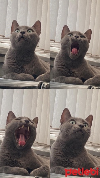 Mavi Rus, Kedi  Oscar fotoğrafı