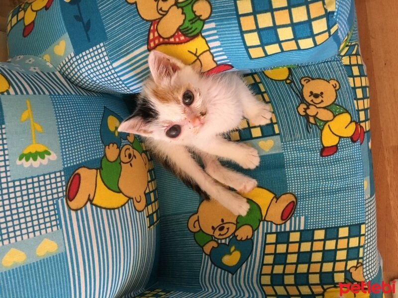  Kedi  Maya  fotoğrafı