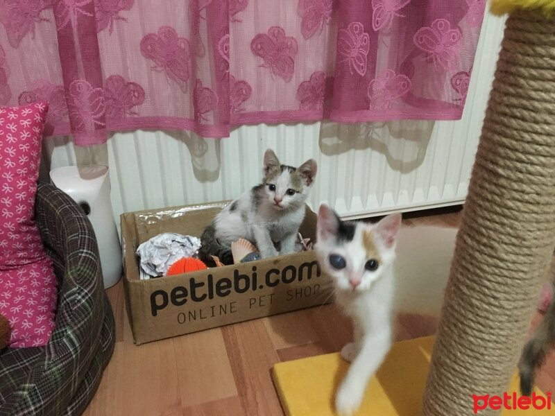  Kedi  Maya  fotoğrafı