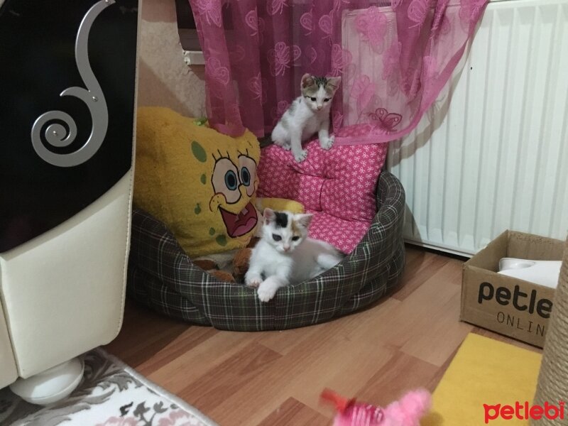  Kedi  Maya  fotoğrafı