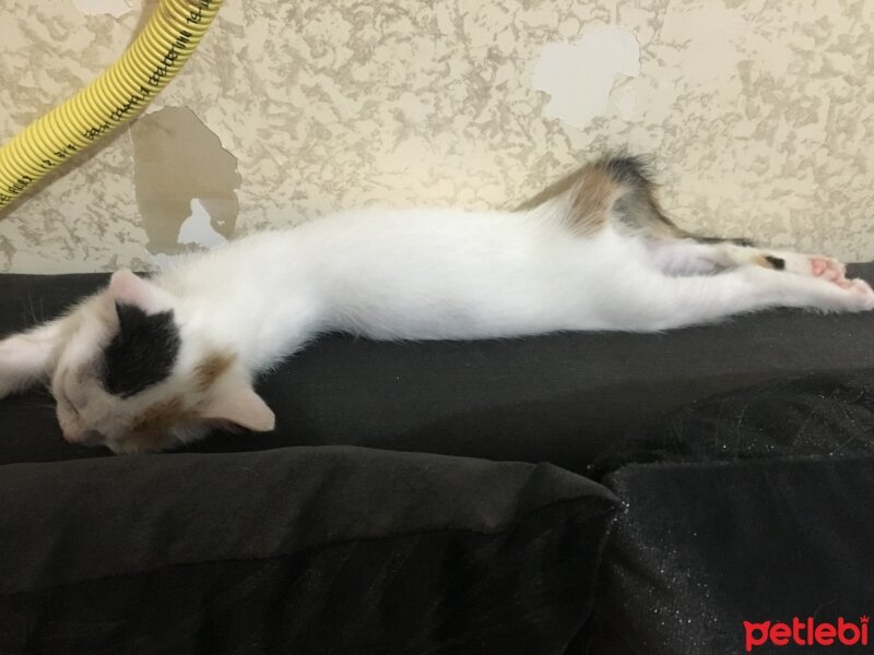  Kedi  Maya  fotoğrafı