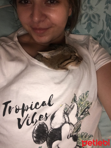 Tekir Kedi, Kedi  Pepee fotoğrafı