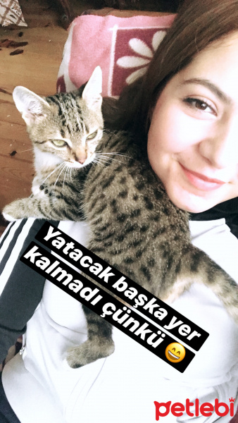 Tekir Kedi, Kedi  Pepee fotoğrafı