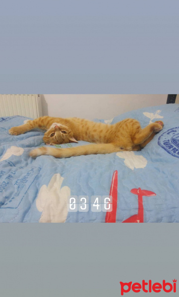 British Shorthair, Kedi  Limon fotoğrafı