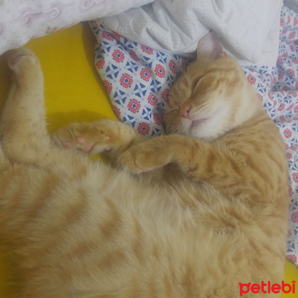 British Shorthair, Kedi  Limon fotoğrafı
