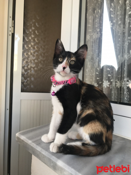 Tekir Kedi, Kedi  Üzüm fotoğrafı