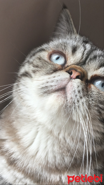 Exotic Shorthair, Kedi  Kaju fotoğrafı