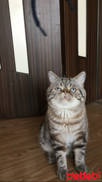 Exotic Shorthair, Kedi  Kaju fotoğrafı