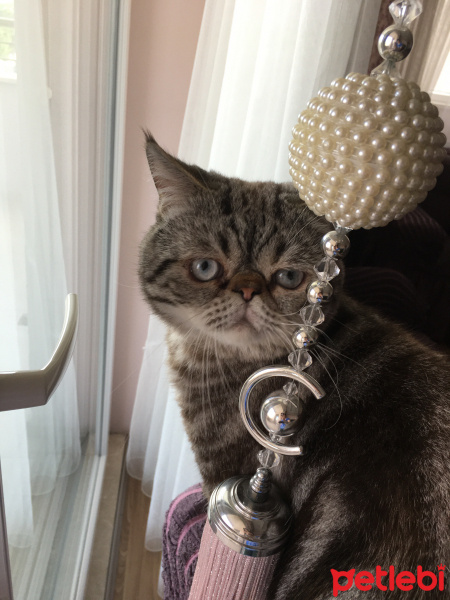 Exotic Shorthair, Kedi  Kaju fotoğrafı