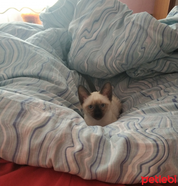 Siyam Kedisi, Kedi  Nora fotoğrafı