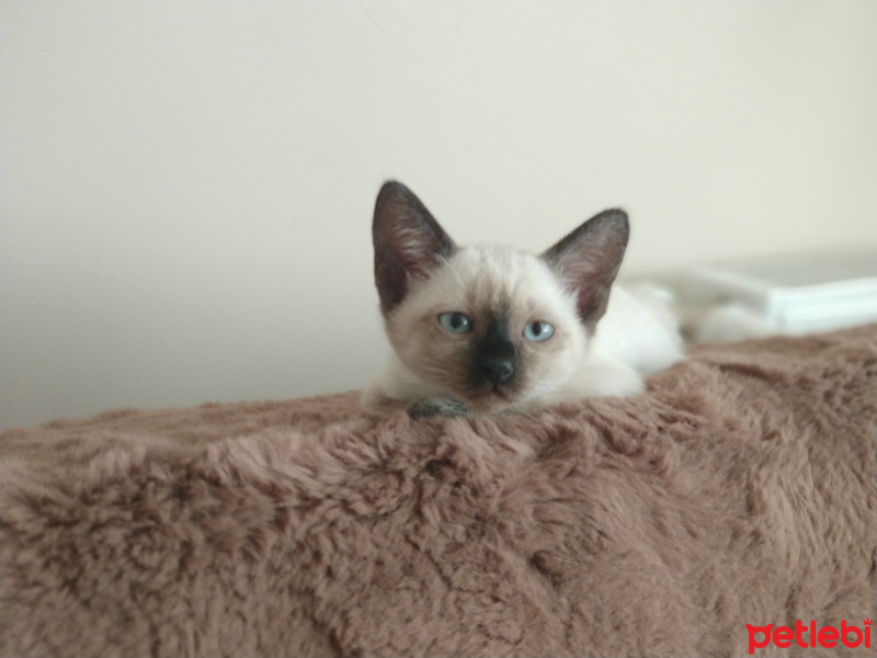 Siyam Kedisi, Kedi  Nora fotoğrafı