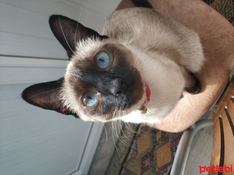 Siyam Kedisi, Kedi  Nora fotoğrafı