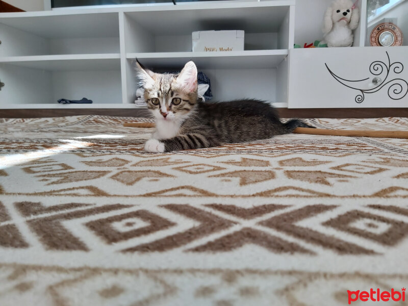 Tekir Kedi, Kedi  Leo fotoğrafı