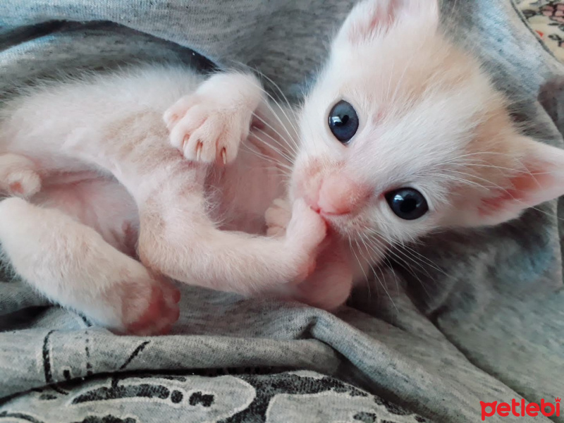 Sarman, Kedi  Fındık fotoğrafı