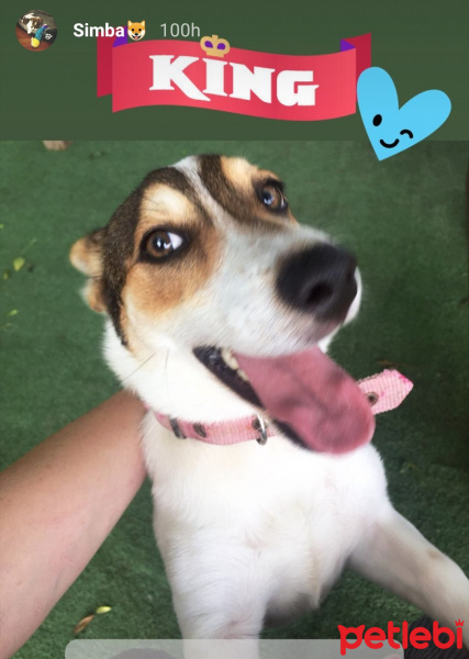 Jack Russell Terrier, Köpek  Simba fotoğrafı