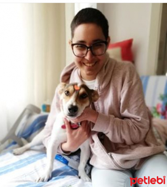 Jack Russell Terrier, Köpek  Simba fotoğrafı