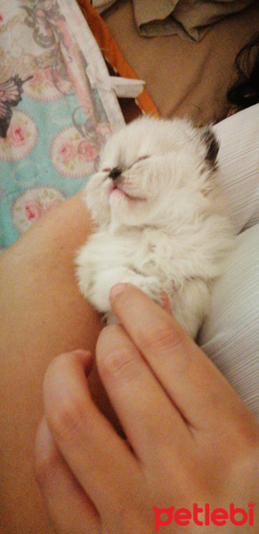 İran Kedisi (Persian), Kedi  Lera fotoğrafı