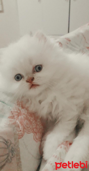 İran Kedisi (Persian), Kedi  Lera fotoğrafı