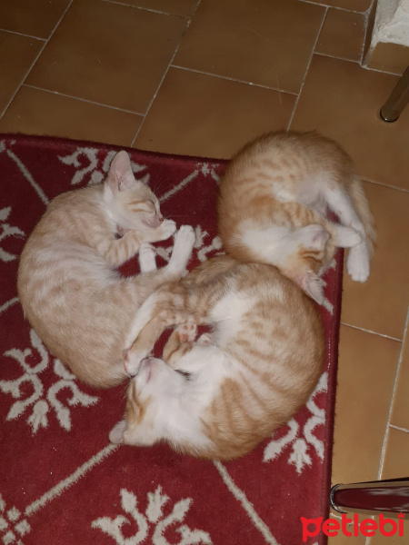 Tekir Kedi, Kedi  Topaç cimcime filfile gülbahar fotoğrafı