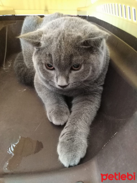 British Shorthair, Kedi  Duman fotoğrafı