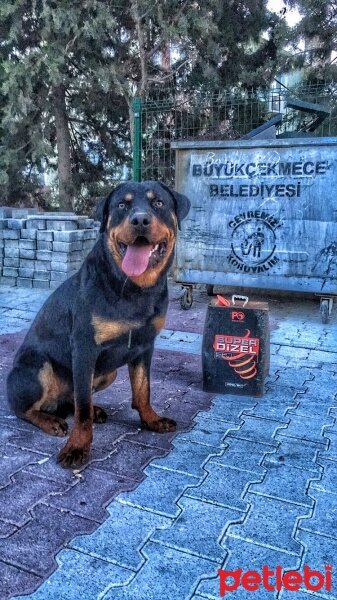 Rottweiler, Köpek  Dizel fotoğrafı