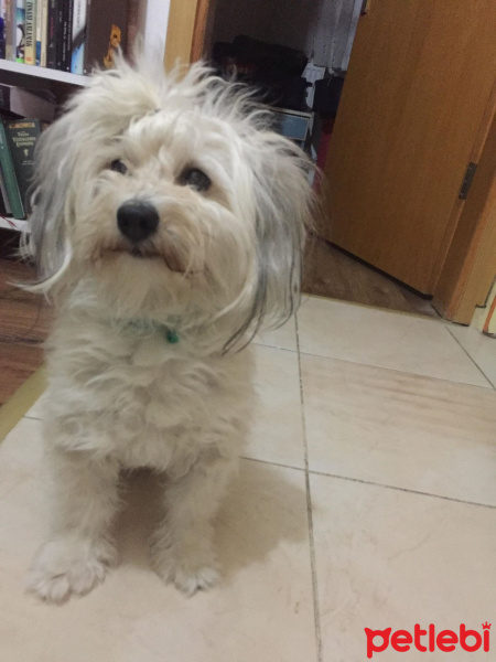 Bichon Havanese, Köpek  AMY fotoğrafı