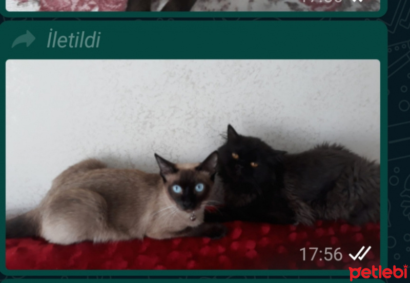 Siyam Kedisi, Kedi  Juju fotoğrafı