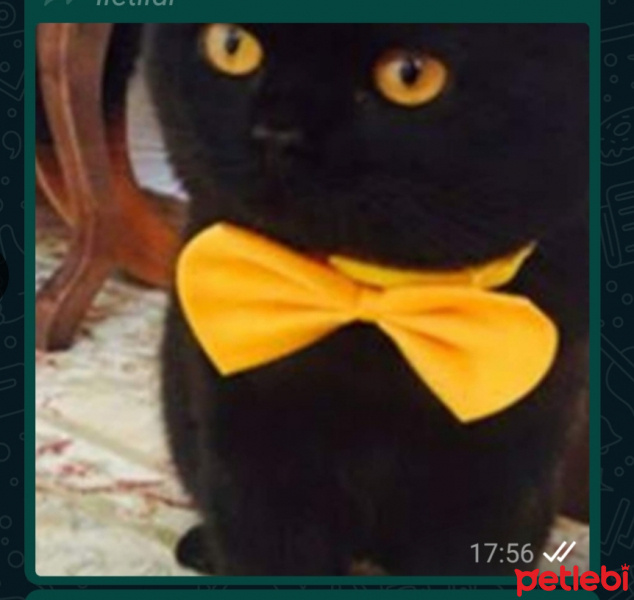 İran Kedisi (Persian), Kedi  Çito fotoğrafı