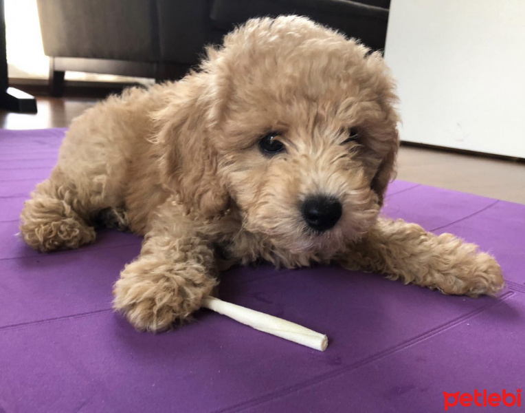 Poodle (Minyatür Kaniş), Köpek  Gofret fotoğrafı