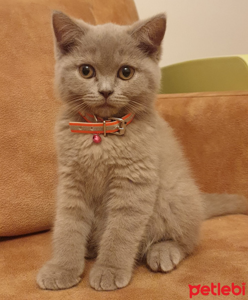 British Shorthair, Kedi  Mia fotoğrafı