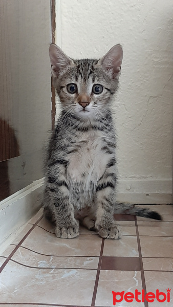 Tekir Kedi, Kedi  Tırmık fotoğrafı