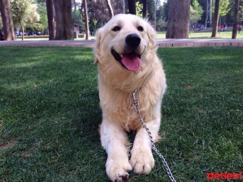 Golden Retriever, Köpek  Rocky fotoğrafı